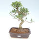 Pokojová bonsai - Ficus retusa -  malolistý fíkus PB220429 - 1/2