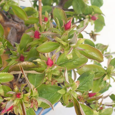 Servis bonsai - Pseudocydonia sinensis - Dula čínska VB2020-416 - 1
