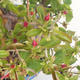 Servis bonsai - Pseudocydonia sinensis - Dula čínska VB2020-416 - 1/2