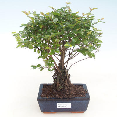 Pokojová bonsai - Sagerécie thea - Sagerécie thea  PB220431 - 1
