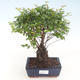 Pokojová bonsai - Sagerécie thea - Sagerécie thea  PB220431 - 1/4