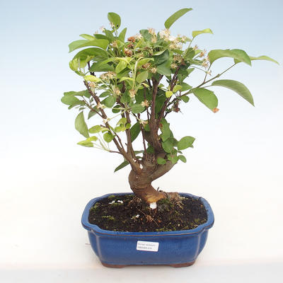 Vonkajšie bonsai - Malus halliana - Maloplodé jabloň VB2020-431 - 1