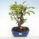 Vonkajšie bonsai - Malus halliana - Maloplodé jabloň VB2020-431 - 1/5