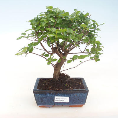 Pokojová bonsai - Sagerécie thea - Sagerécie thea  PB220434 - 1