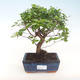 Pokojová bonsai - Sagerécie thea - Sagerécie thea  PB220434 - 1/4