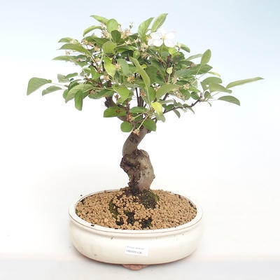 Vonkajšie bonsai - Malus halliana - Maloplodé jabloň VB2020-436 - 1