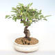 Vonkajšie bonsai - Malus halliana - Maloplodé jabloň VB2020-436 - 1/5