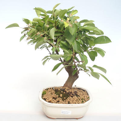 Vonkajšie bonsai - Malus halliana - Maloplodé jabloň VB2020-437 - 1