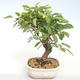 Vonkajšie bonsai - Malus halliana - Maloplodé jabloň VB2020-437 - 1/5