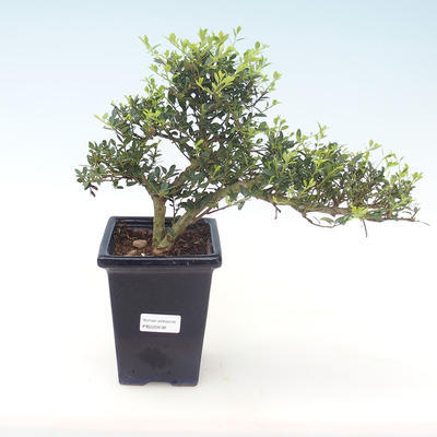 Pokojová bonsai - Ilex crenata - Cesmína PB220438