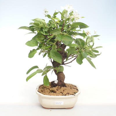 Vonkajšie bonsai - Malus halliana - Maloplodé jabloň VB2020-438 - 1