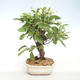 Vonkajšie bonsai - Malus halliana - Maloplodé jabloň VB2020-438 - 1/5