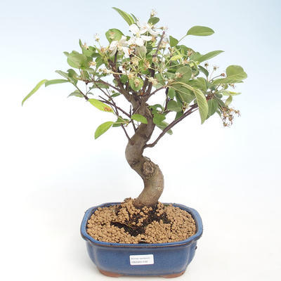 Vonkajšie bonsai - Malus halliana - Maloplodé jabloň VB2020-439 - 1
