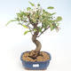 Vonkajšie bonsai - Malus halliana - Maloplodé jabloň VB2020-439 - 1/5