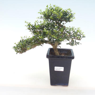 Pokojová bonsai - Ilex crenata - Cesmína PB220442