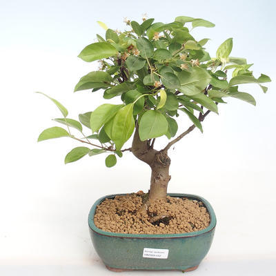 Vonkajšie bonsai - Malus halliana - Maloplodé jabloň VB2020-442 - 1