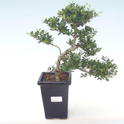 Pokojová bonsai - Ilex crenata - Cesmína PB220443