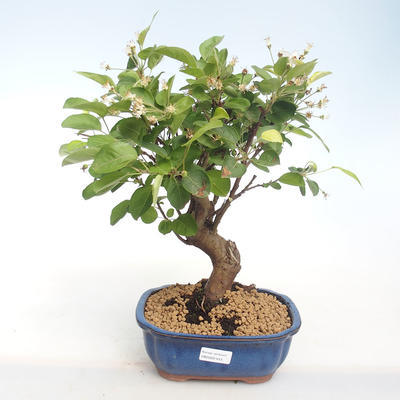 Vonkajšie bonsai - Malus halliana - Maloplodé jabloň VB2020-443 - 1