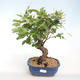 Vonkajšie bonsai - Malus halliana - Maloplodé jabloň VB2020-443 - 1/5