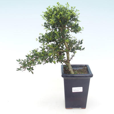 Pokojová bonsai - Ilex crenata - Cesmína PB220444