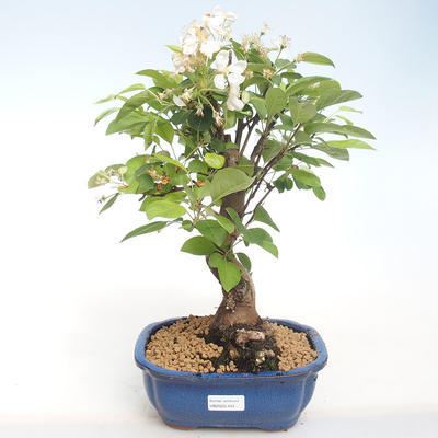 Vonkajšie bonsai - Malus halliana - Maloplodé jabloň VB2020-444 - 1