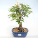 Vonkajšie bonsai - Malus halliana - Maloplodé jabloň VB2020-444 - 1/5