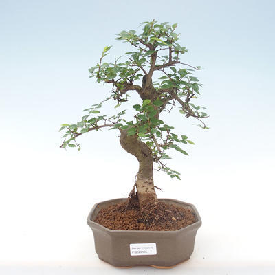 Pokojová bonsai - Ulmus parvifolia - Malolistý jilm PB220445 - 1