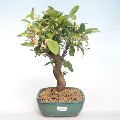 Vonkajšie bonsai - Malus halliana - Maloplodé jabloň VB2020-445 - 1