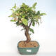 Vonkajšie bonsai - Malus halliana - Maloplodé jabloň VB2020-445 - 1/5