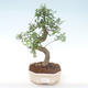 Pokojová bonsai - Ulmus parvifolia - Malolistý jilm PB220446 - 1/3