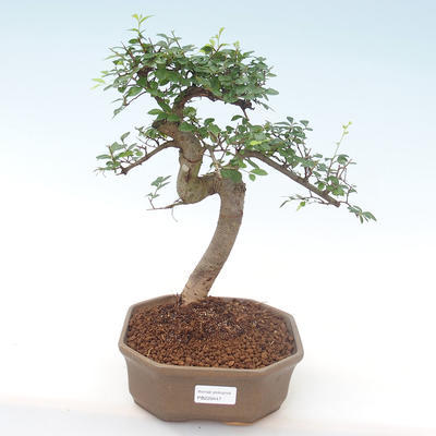 Pokojová bonsai - Ulmus parvifolia - Malolistý jilm PB220447 - 1