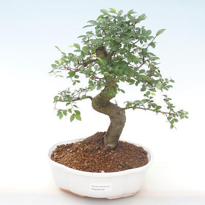 Pokojová bonsai - Ulmus parvifolia - Malolistý jilm PB220448 - 1