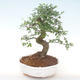 Pokojová bonsai - Ulmus parvifolia - Malolistý jilm PB220448 - 1/3