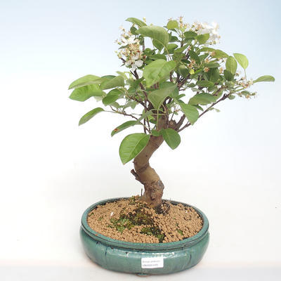 Vonkajšie bonsai - Malus halliana - Maloplodé jabloň VB2020-449 - 1