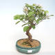 Vonkajšie bonsai - Malus halliana - Maloplodé jabloň VB2020-449 - 1/5