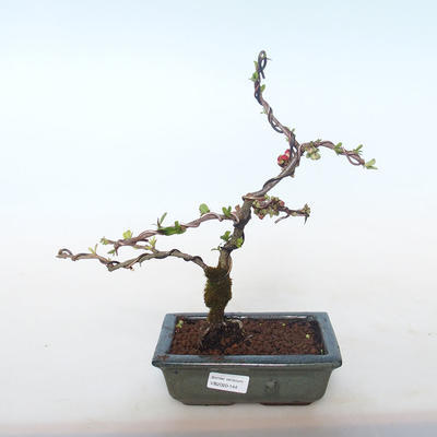 Vonkajšie bonsai - Chaenomeles špec. Rubra - Dulovec VB2020-144 - 1