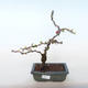 Vonkajšie bonsai - Chaenomeles špec. Rubra - Dulovec VB2020-144 - 1/3