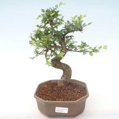Pokojová bonsai - Ulmus parvifolia - Malolistý jilm PB220450 - 1