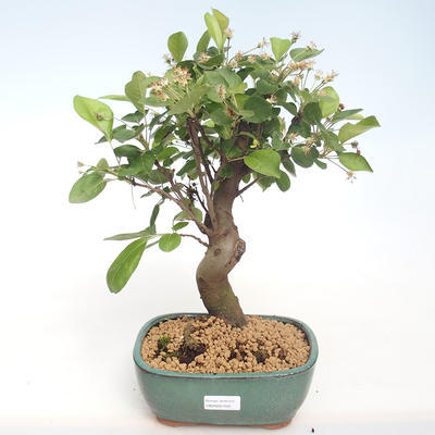 Vonkajšie bonsai - Malus halliana - Maloplodé jabloň VB2020-450 - 1