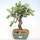 Vonkajšie bonsai - Malus halliana - Maloplodé jabloň VB2020-450 - 1/5