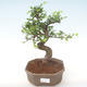 Pokojová bonsai - Ulmus parvifolia - Malolistý jilm PB220450 - 1/3
