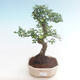 Pokojová bonsai - Ulmus parvifolia - Malolistý jilm PB220451 - 1/3