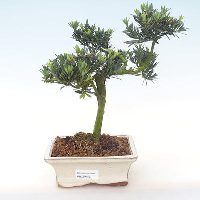 Pokojová bonsai - Podocarpus - Kamenný tis PB220452