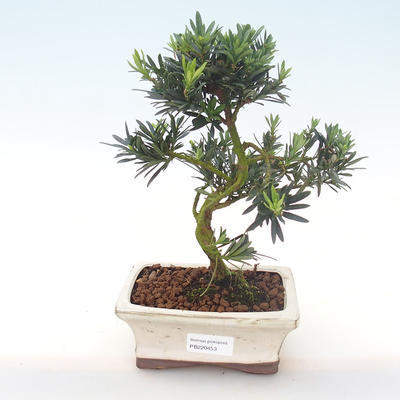 Pokojová bonsai - Podocarpus - Kamenný tis PB220453