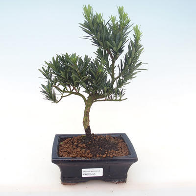Pokojová bonsai - Podocarpus - Kamenný tis PB220455