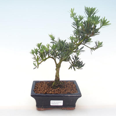 Pokojová bonsai - Podocarpus - Kamenný tis PB220456