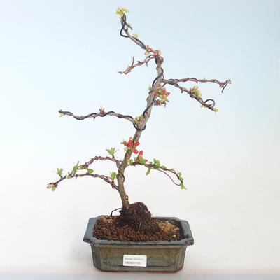 Vonkajšie bonsai - Chaenomeles špec. Rubra - Dulovec VB2020-145 - 1