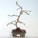 Vonkajšie bonsai - Chaenomeles špec. Rubra - Dulovec VB2020-145 - 1/3