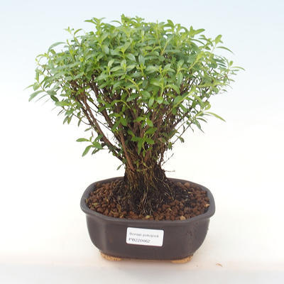 Pokojová bonsai - Cuphea - Japonská myrta PB220462