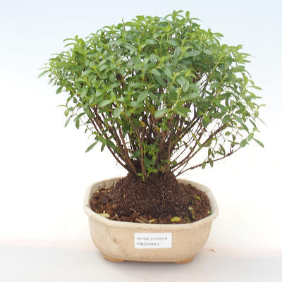 Pokojová bonsai - Cuphea - Japonská myrta PB220463